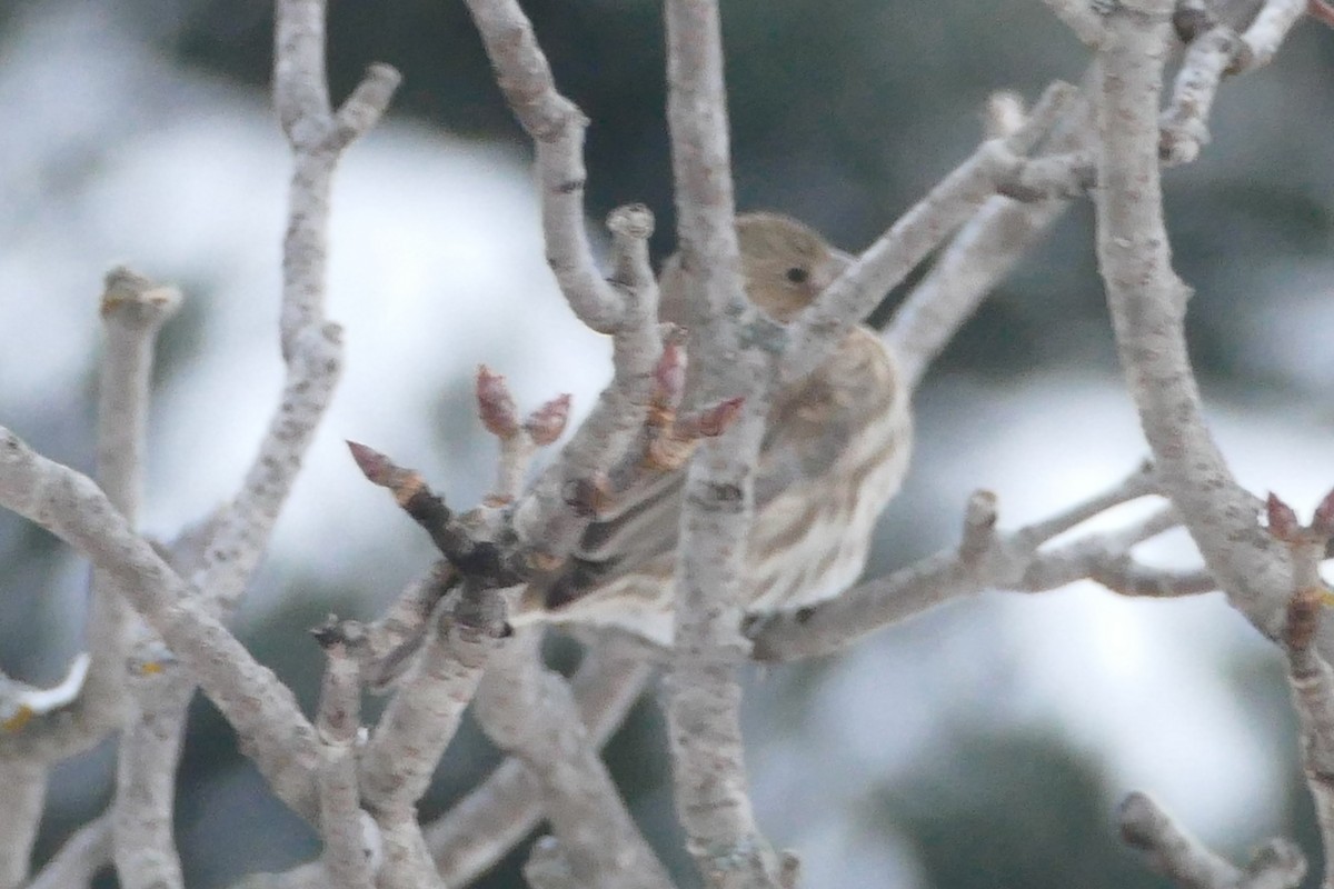 Burugorri arrunta - ML646550564