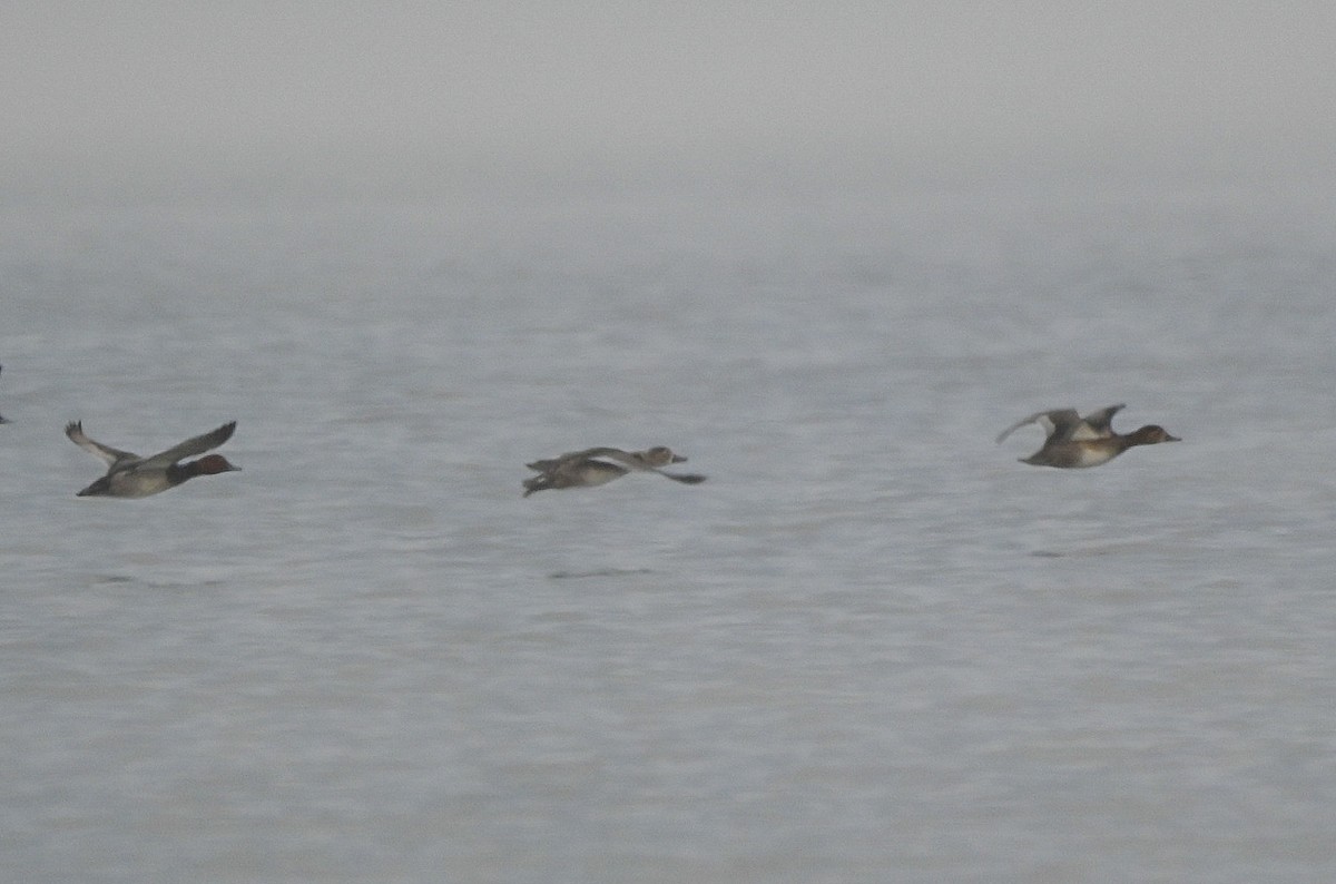 Redhead - ML646550565