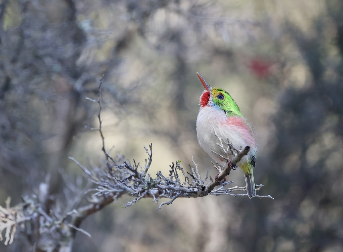 Cuban Tody - ML646550566