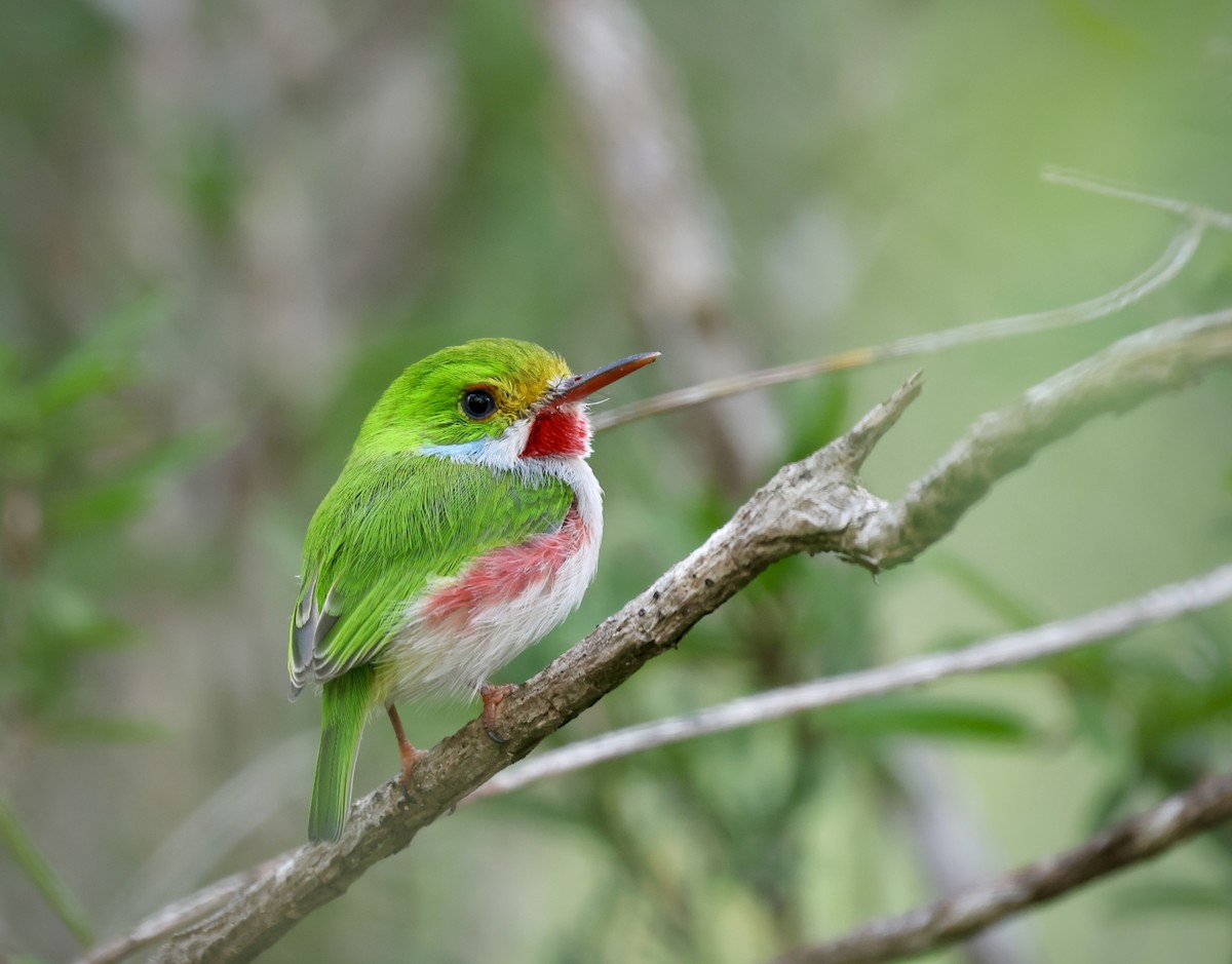 Cuban Tody - ML646550567