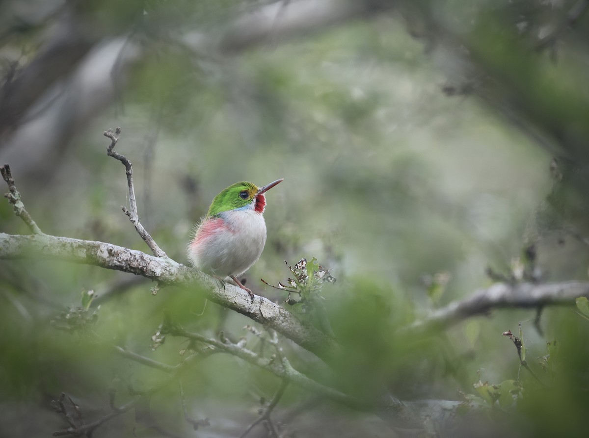 Cuban Tody - ML646550568