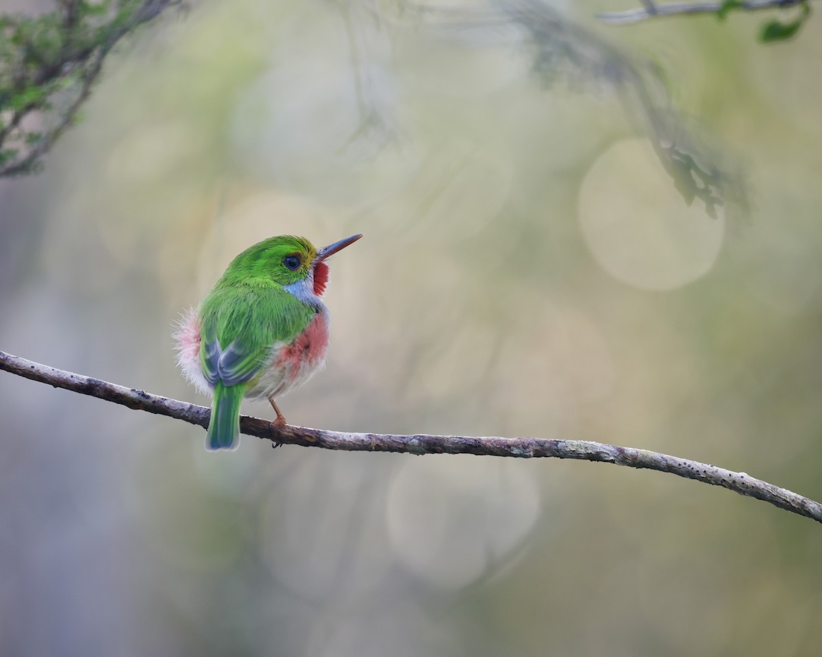 Cuban Tody - ML646550569