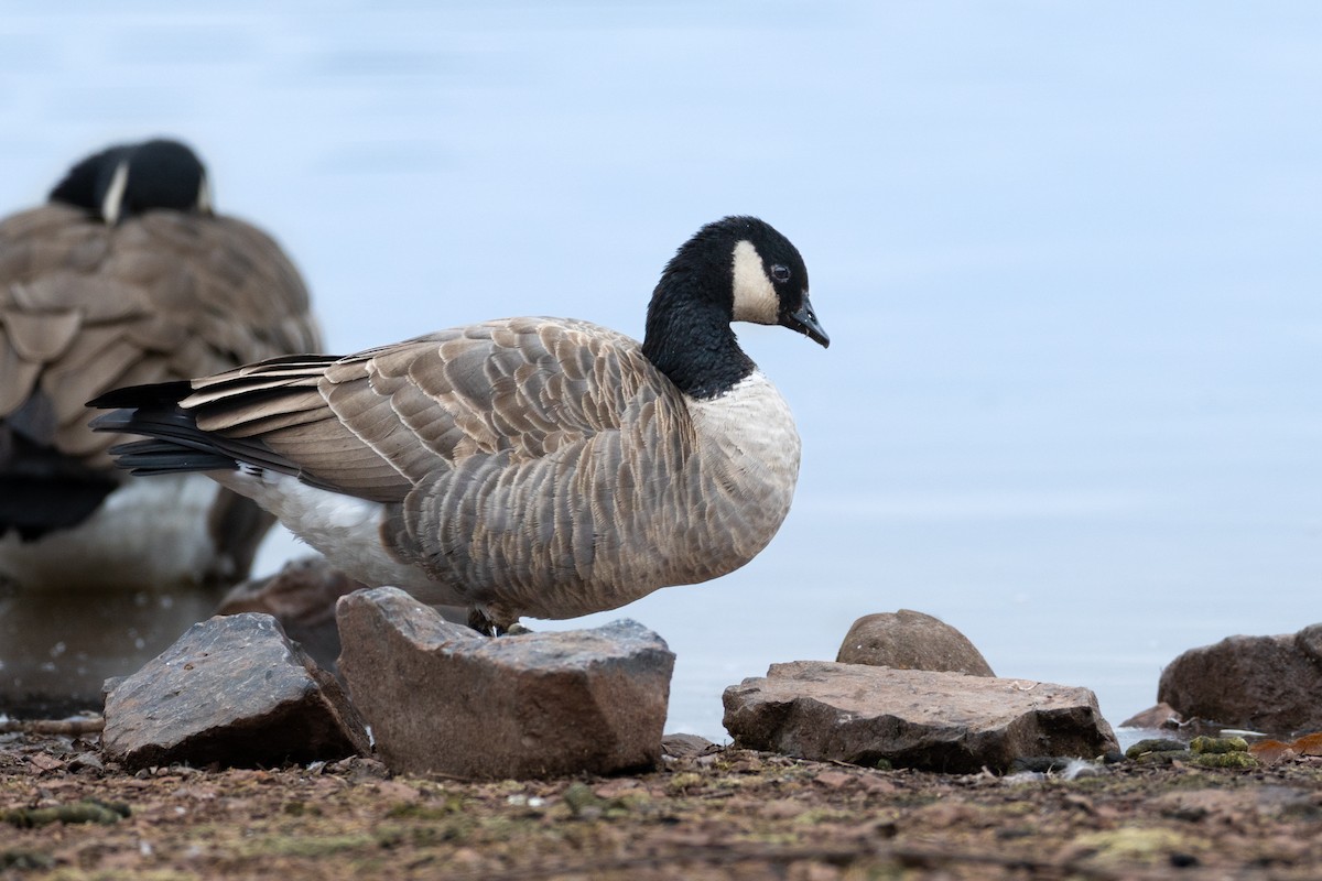 Zwergkanadagans - ML646550570