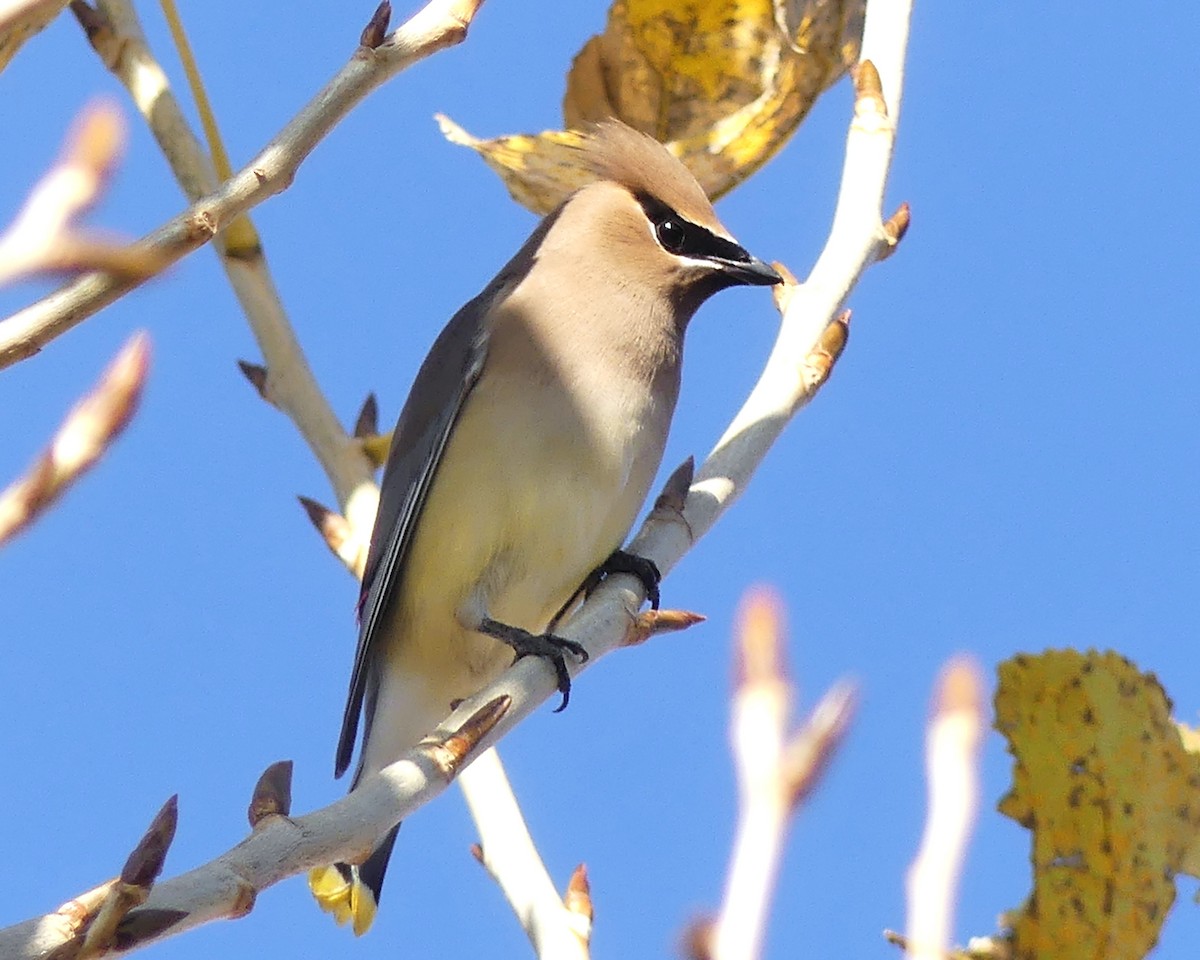 Cedar Waxwing - ML646550571