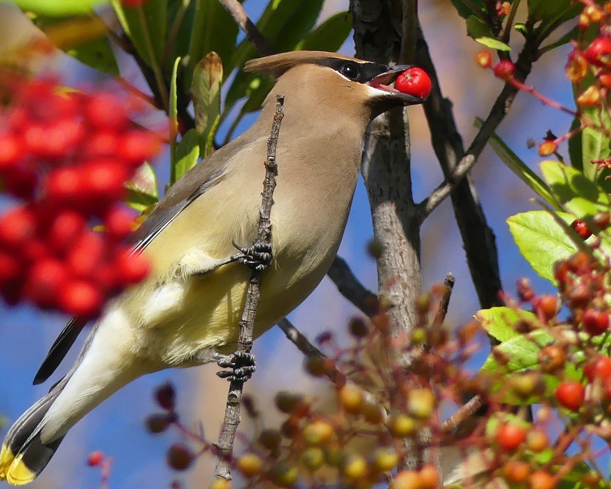 Cedar Waxwing - ML646550572