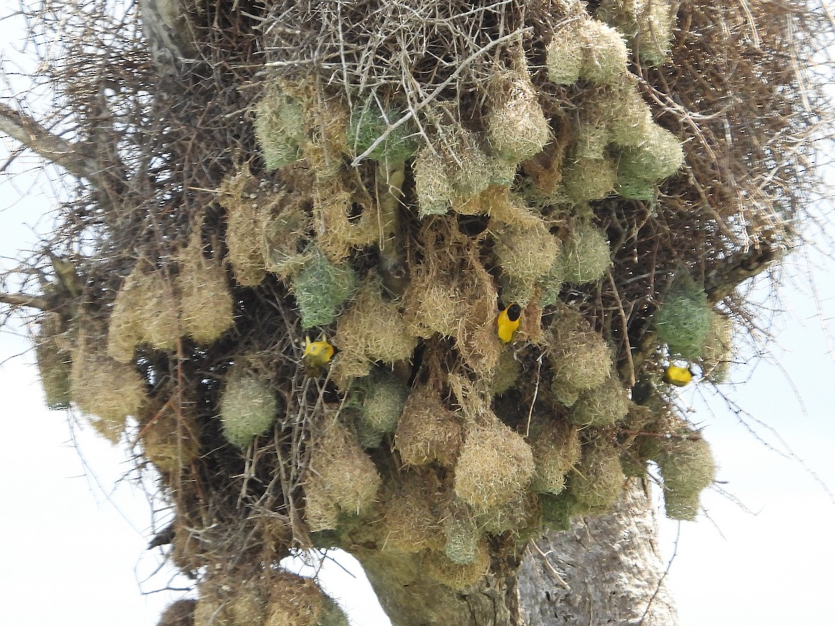 Köy Dokumacısı - ML646550573