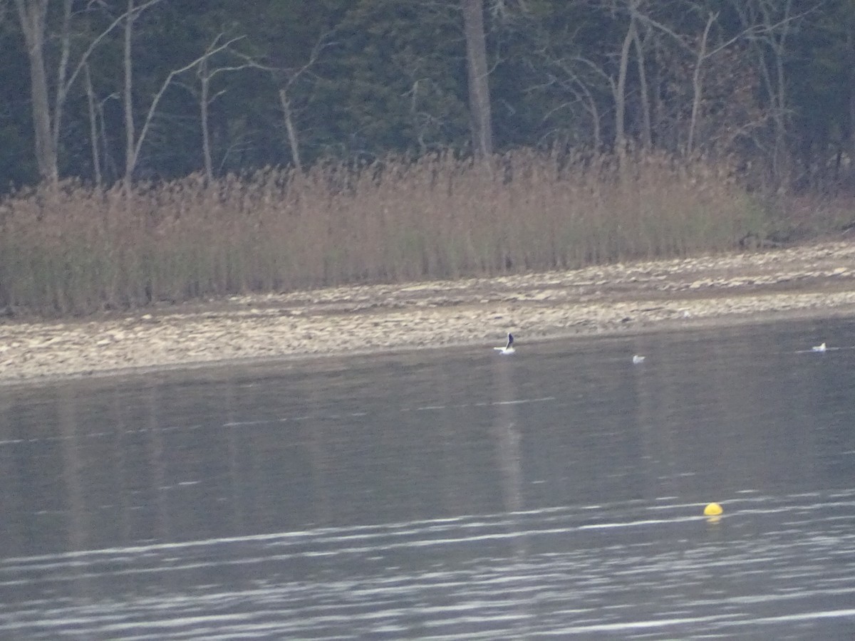 racek malý - ML646550575