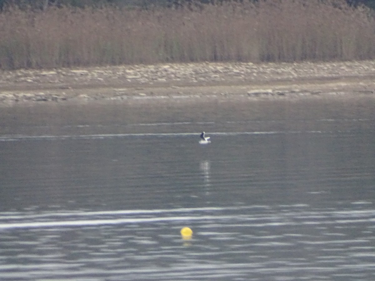 racek malý - ML646550576