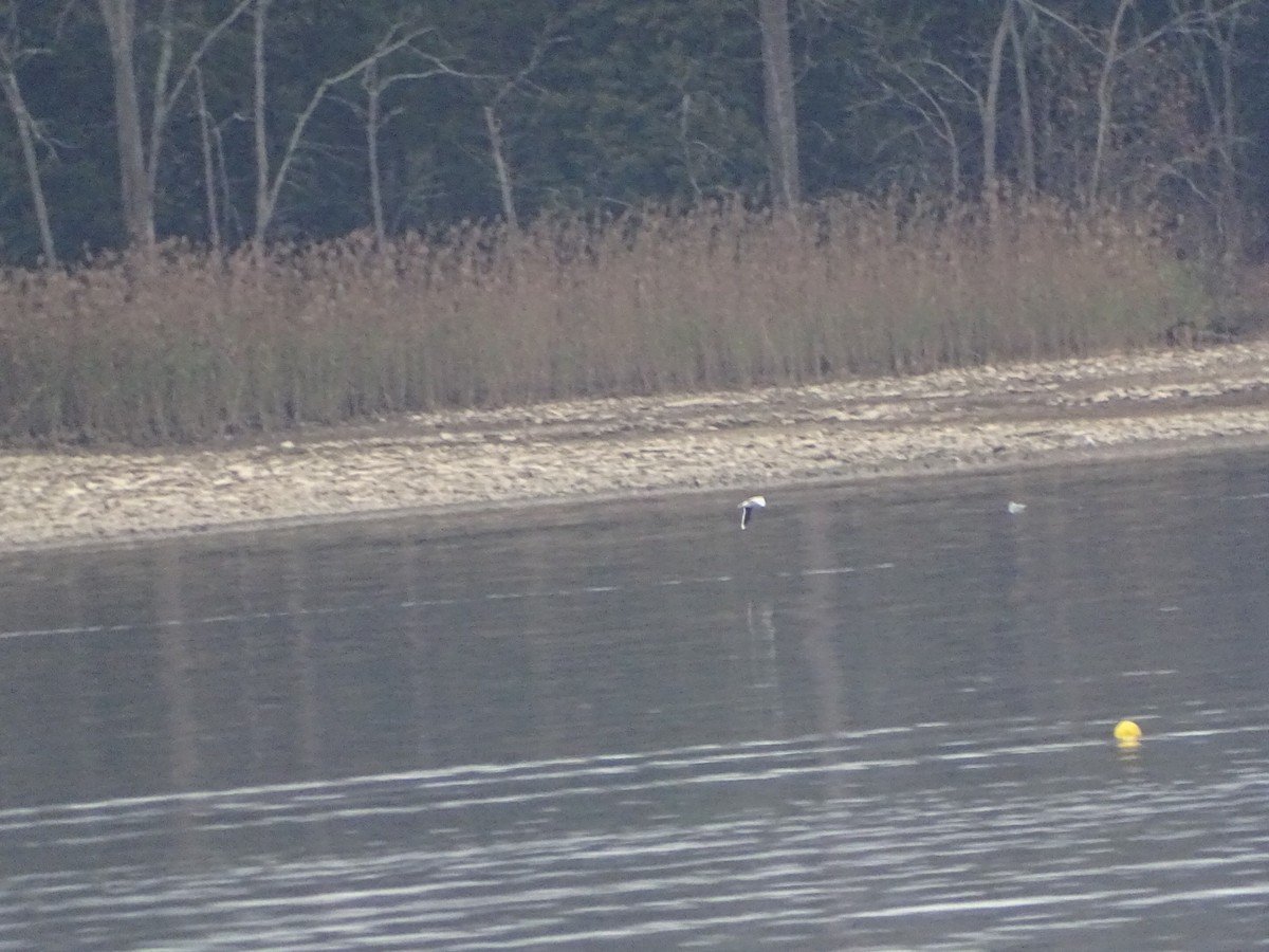 racek malý - ML646550577