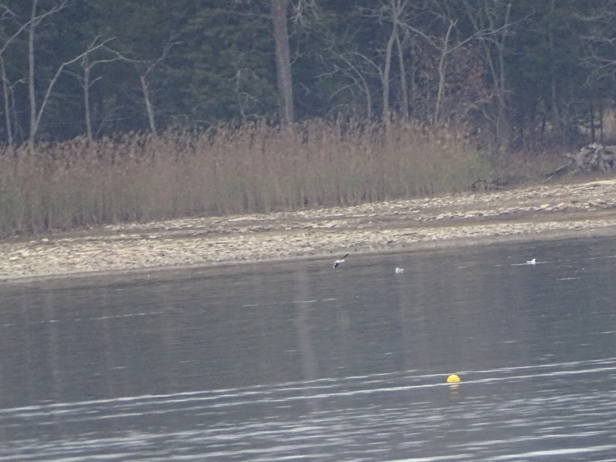 racek malý - ML646550578