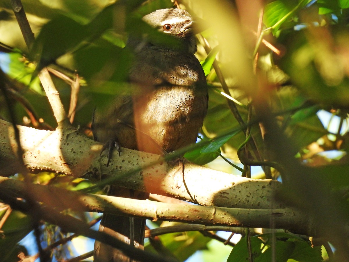 Cinnamon-bellied Saltator - ML646550579