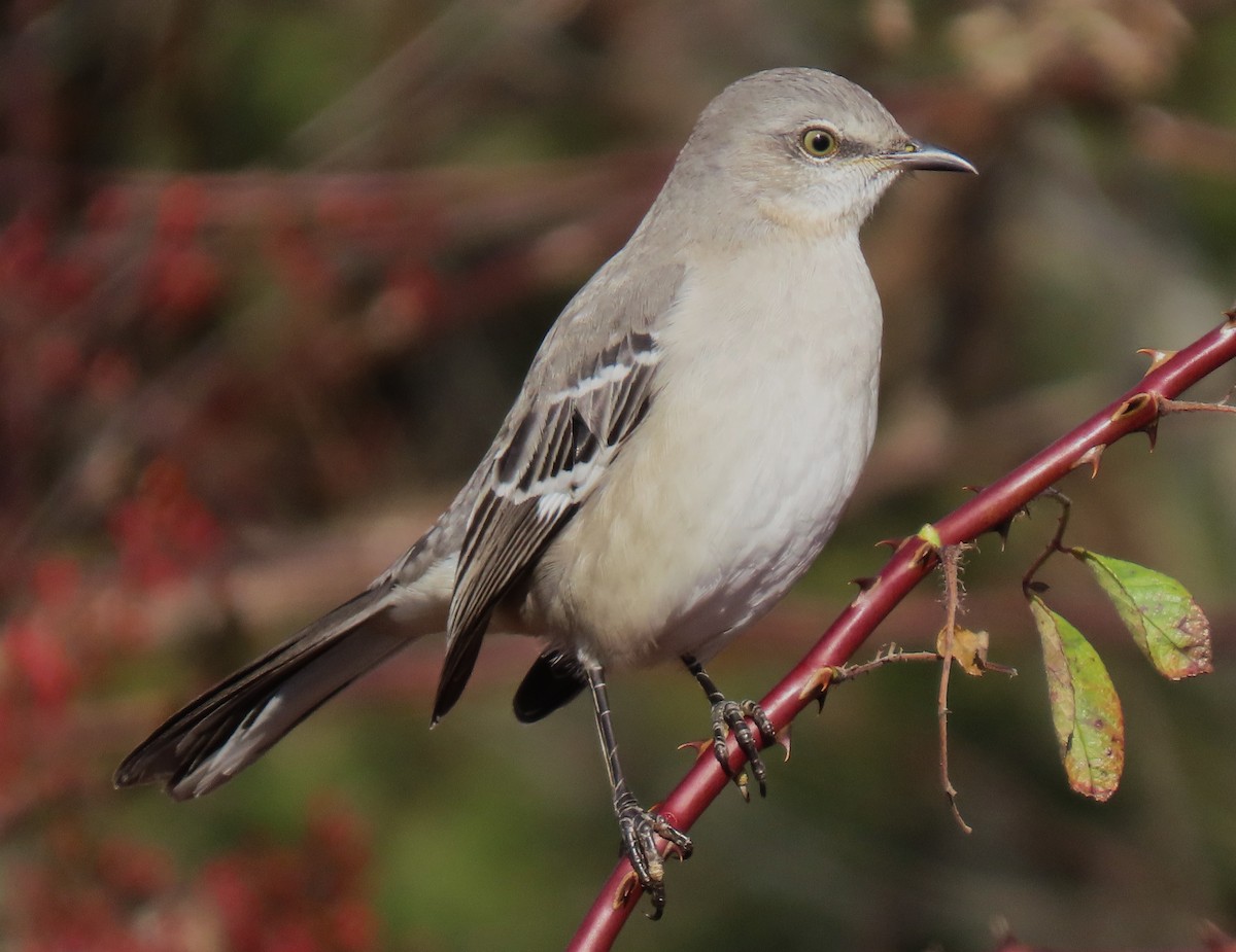 Kuzeyli Taklitçi - ML646550580