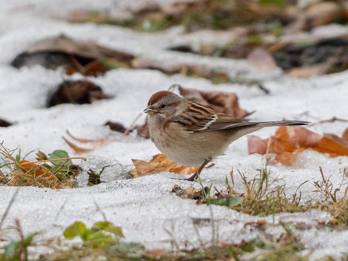 American Tree Sparrow - ML646550581