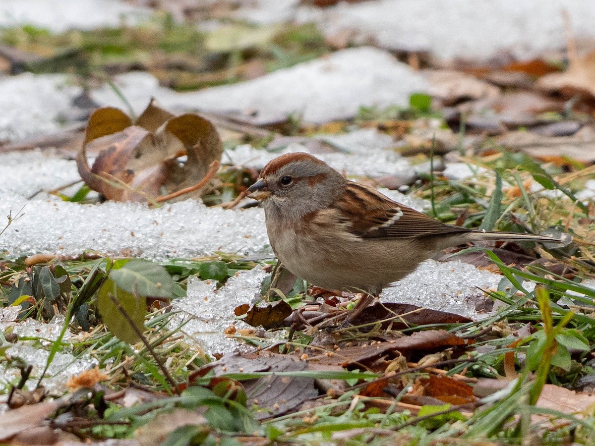 American Tree Sparrow - ML646550582