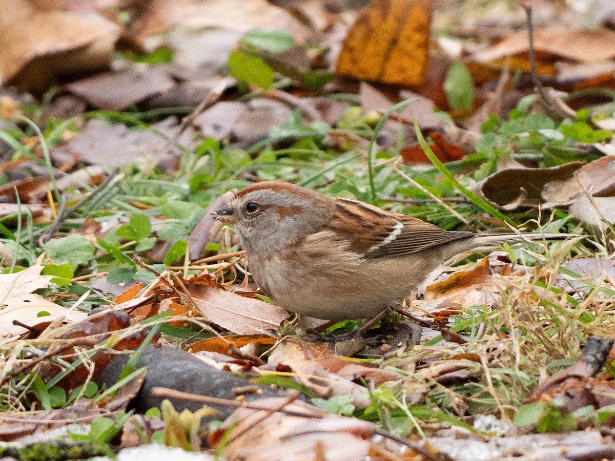 American Tree Sparrow - ML646550583