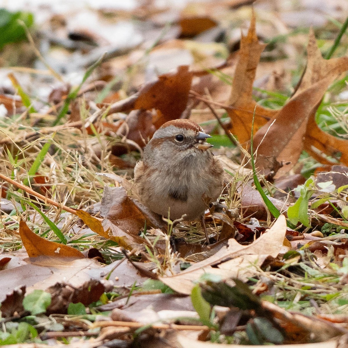 American Tree Sparrow - ML646550585