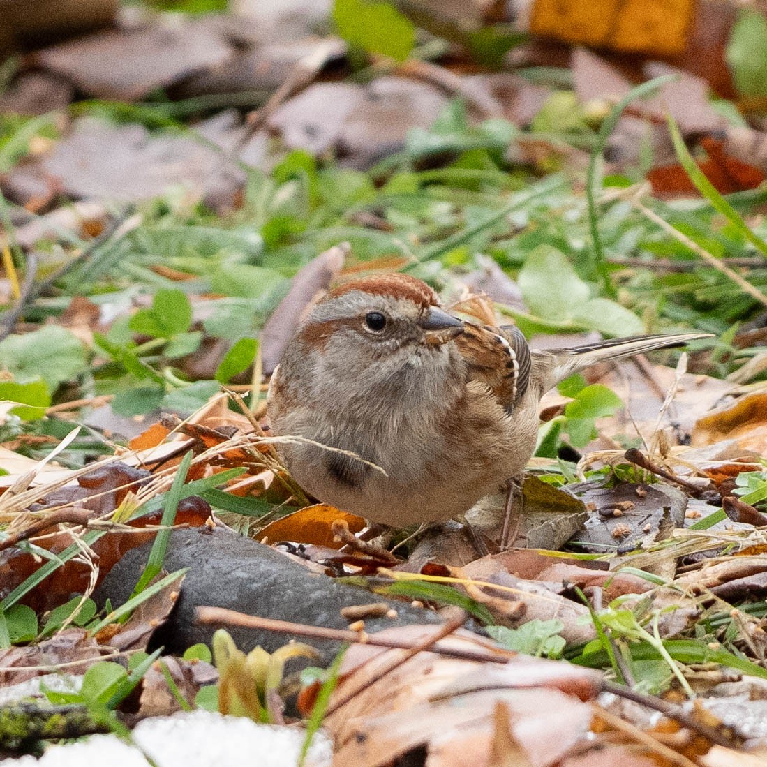 American Tree Sparrow - ML646550586