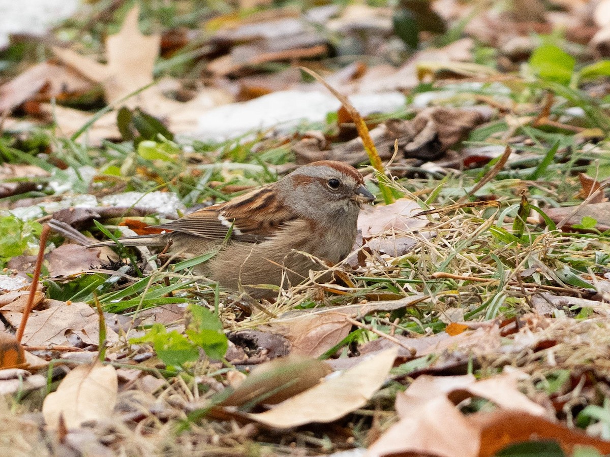American Tree Sparrow - ML646550587