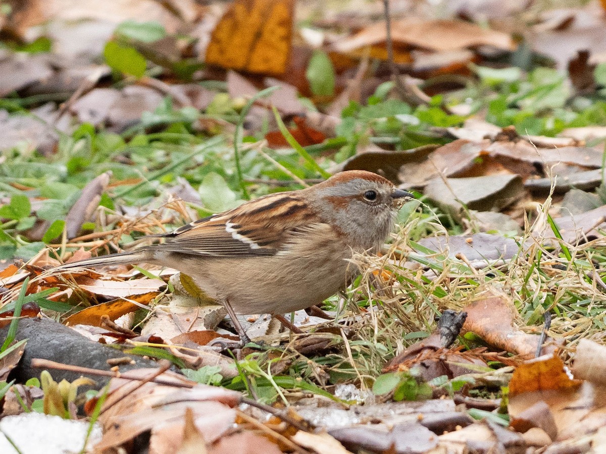 American Tree Sparrow - ML646550588