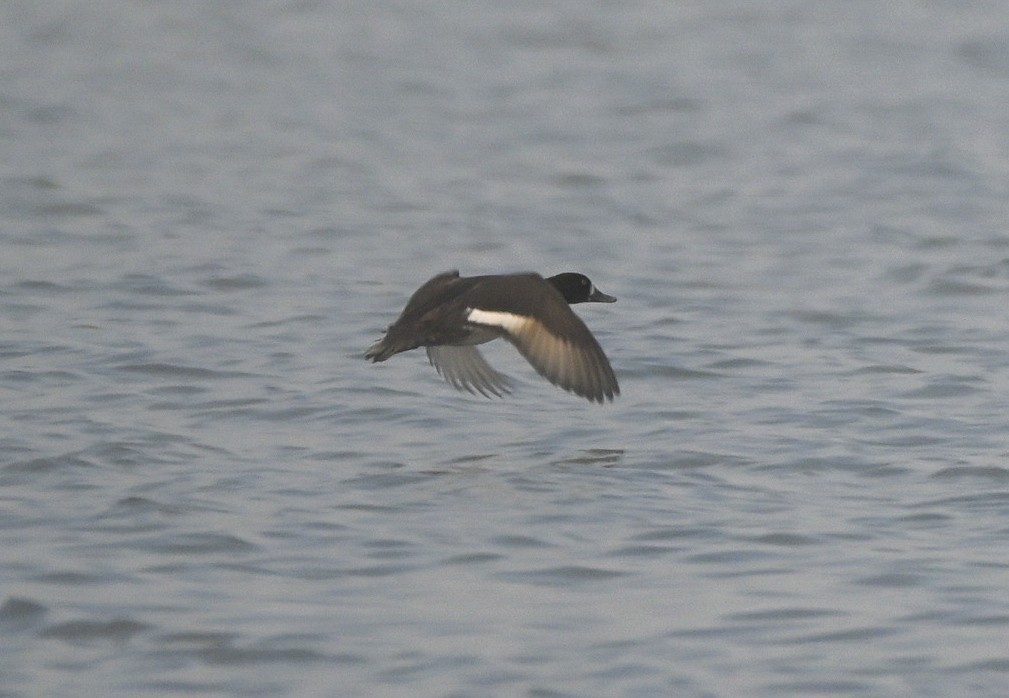 Lesser Scaup - ML646550589