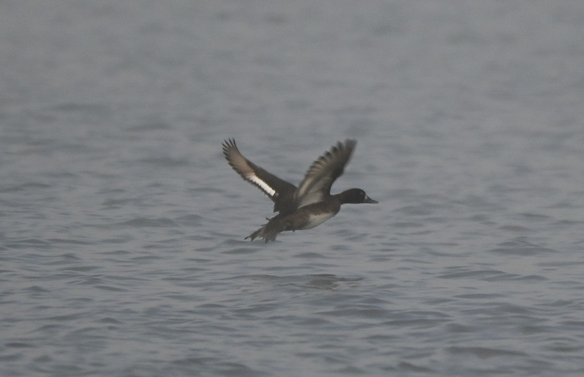 Lesser Scaup - ML646550590