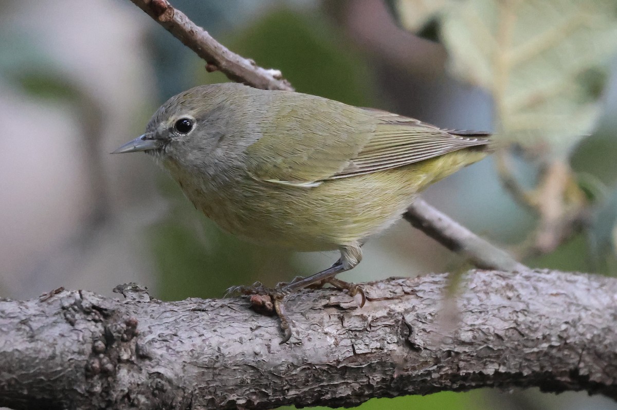 Turuncu Taçlı Ötleğen - ML646550591