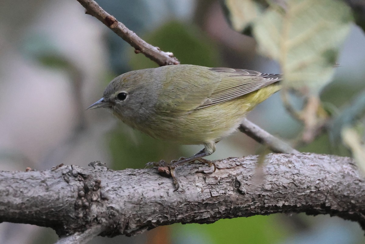 Turuncu Taçlı Ötleğen - ML646550592