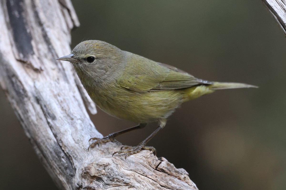 Turuncu Taçlı Ötleğen - ML646550593