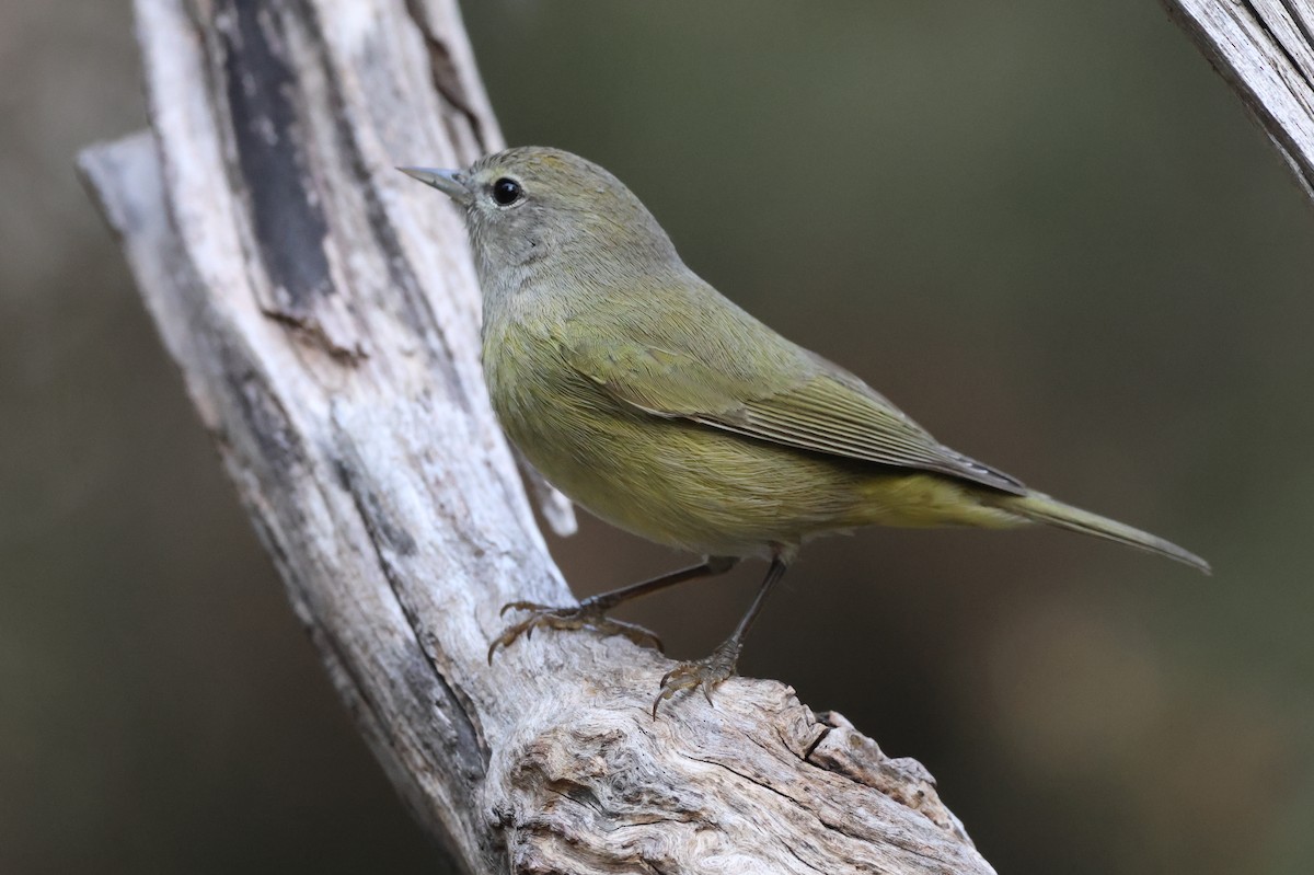 Turuncu Taçlı Ötleğen - ML646550594