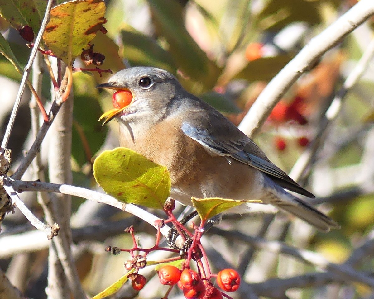 Western Bluebird - ML646550595