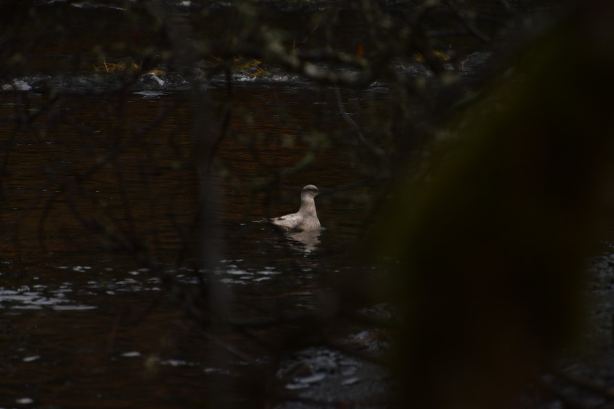 Мартиновий sp. - ML646550596