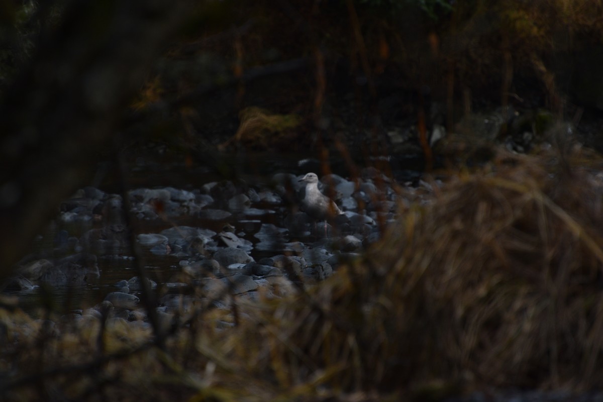 Мартиновий sp. - ML646550597