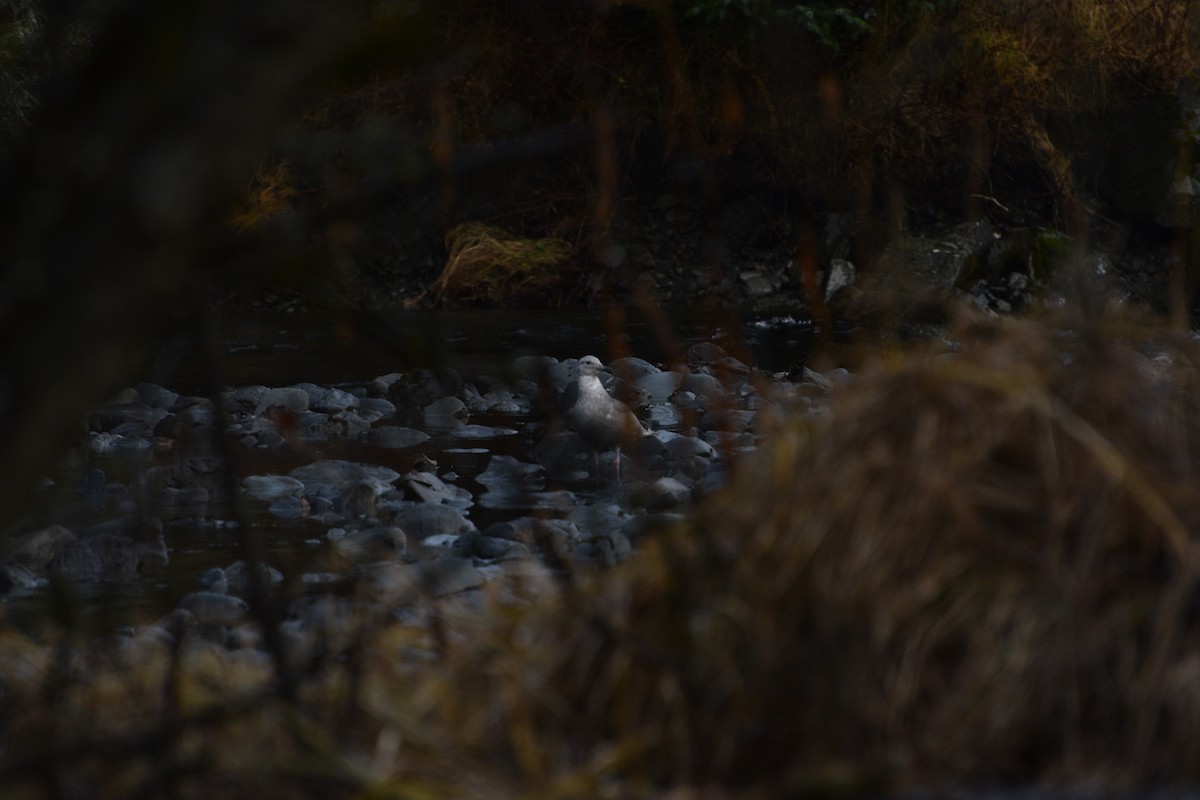 Мартиновий sp. - ML646550598