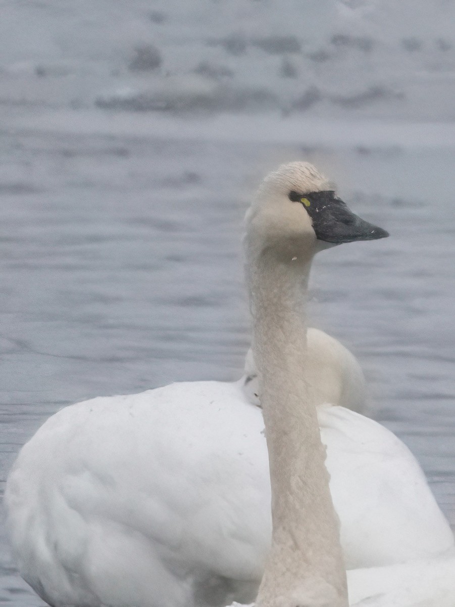 Tundra Swan - ML646550599
