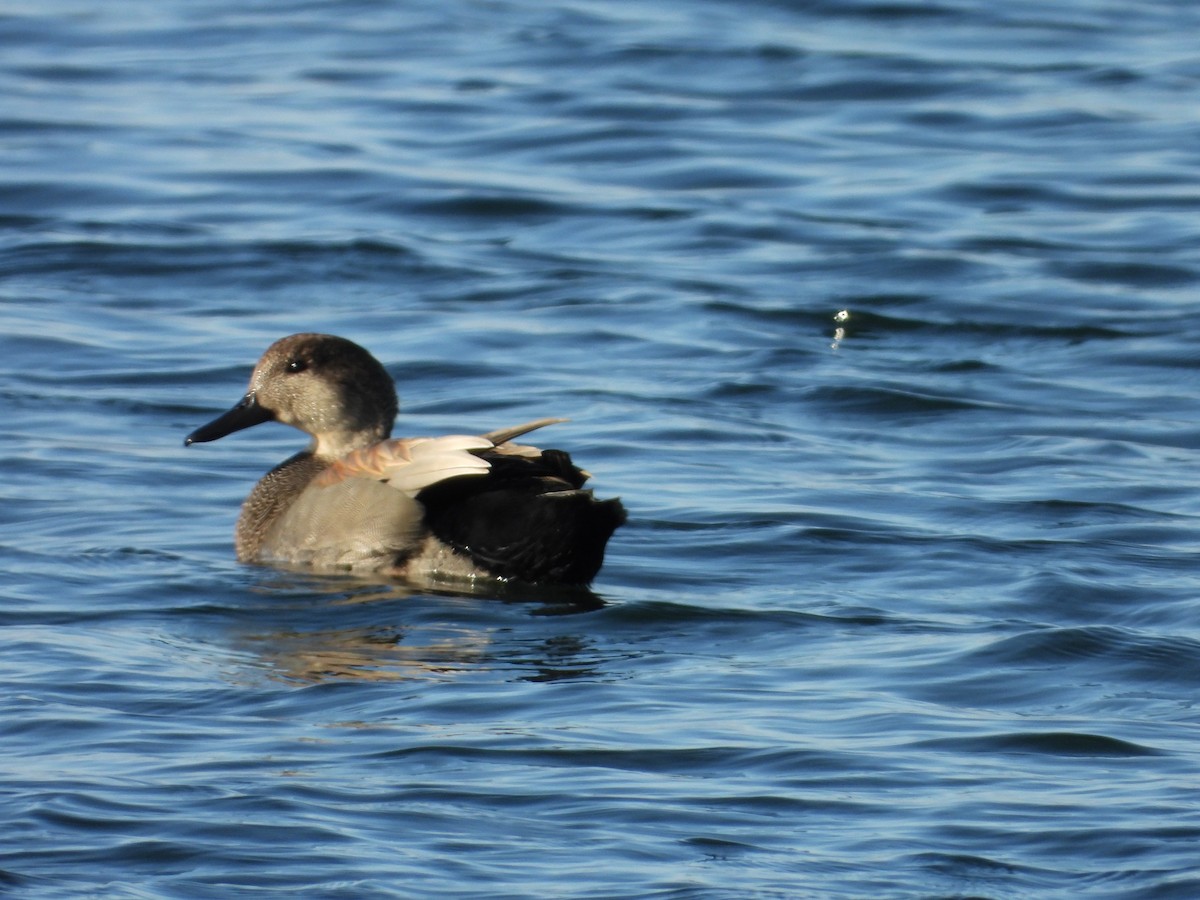 Gadwall - ML646550603
