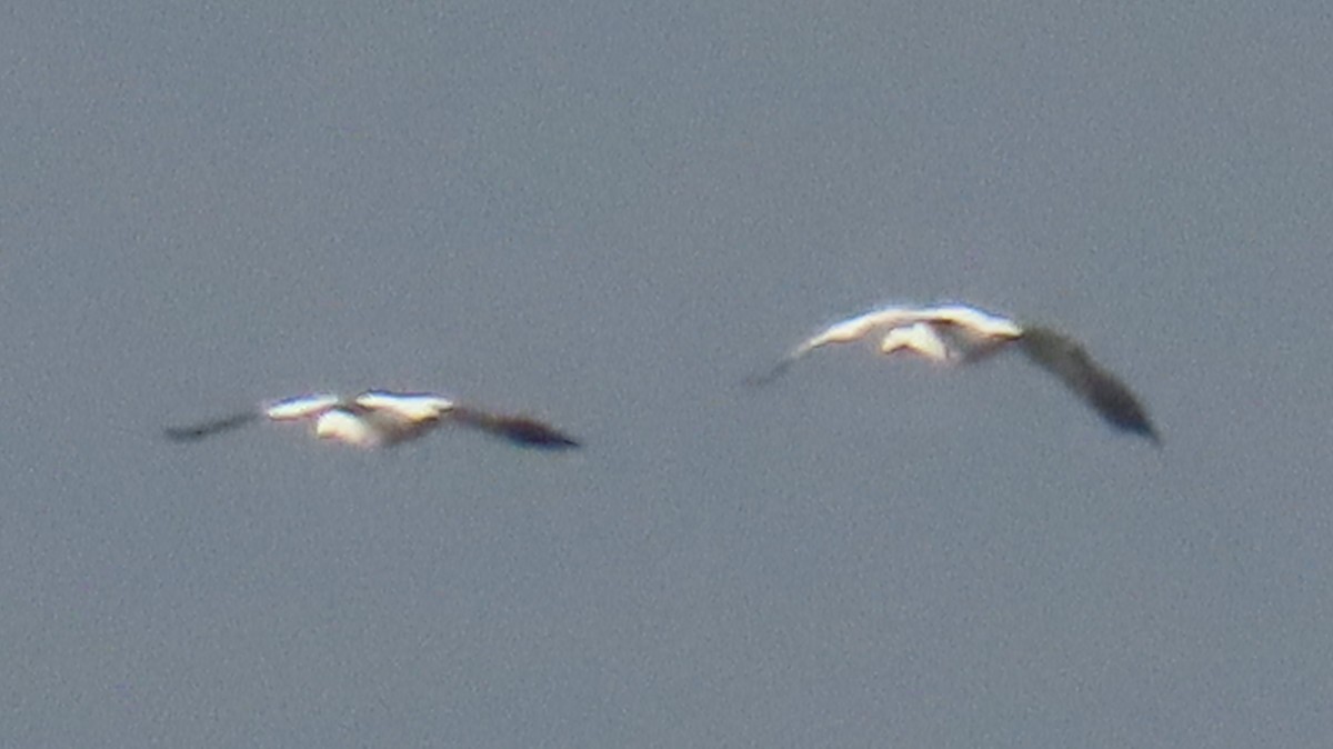 Snow Goose - ML646550610