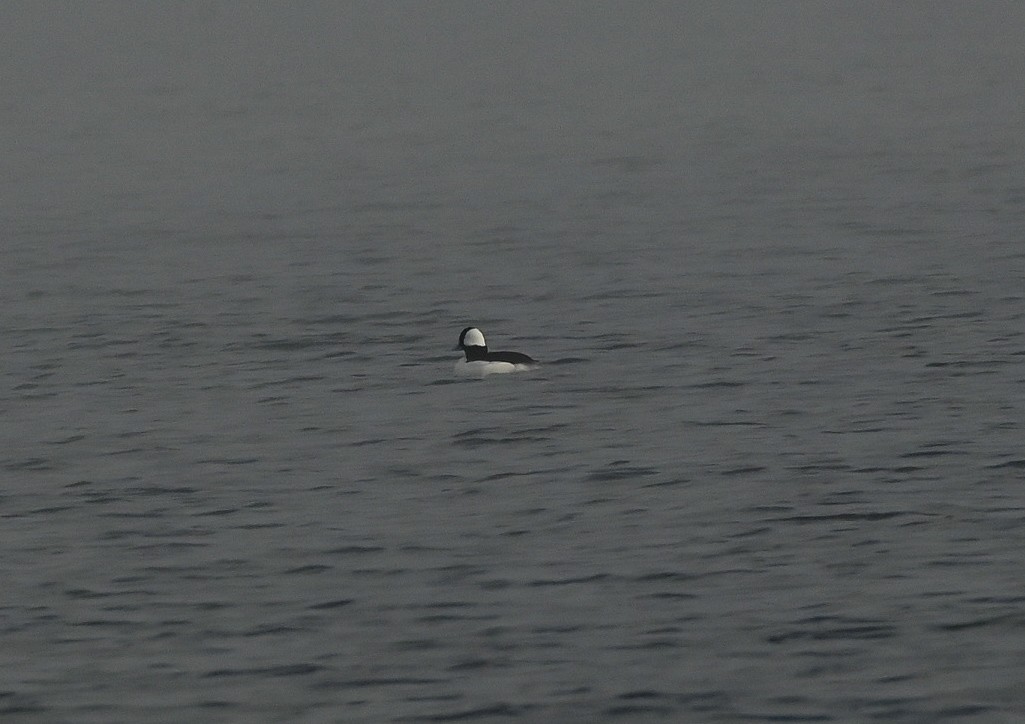 Bufflehead - ML646550611