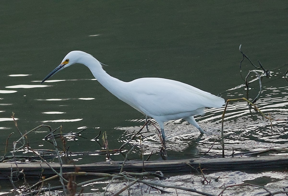 Snowy Egret - ML646550614