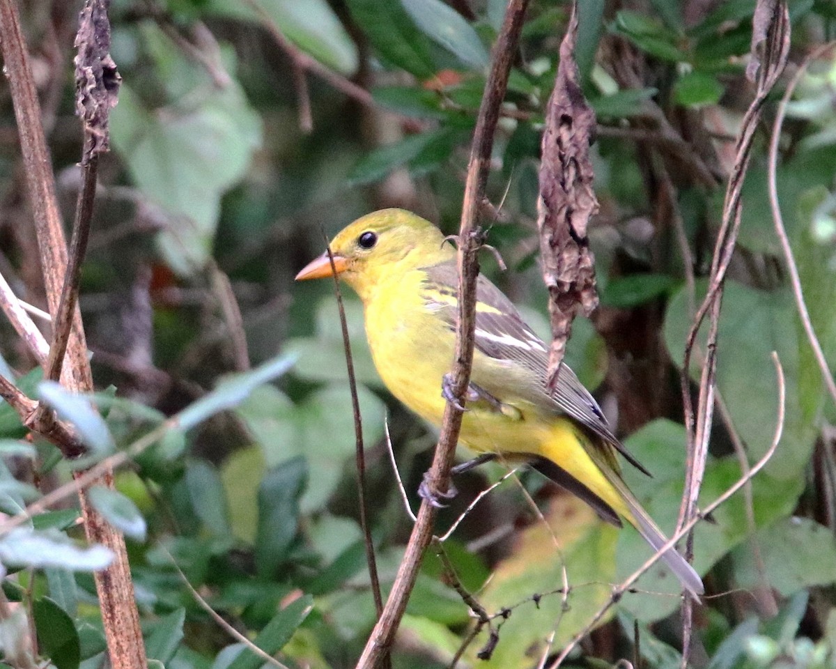 Western Tanager - ML646550615