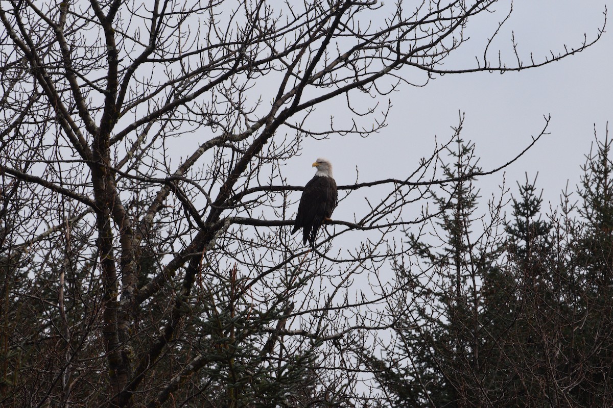 Bald Eagle - ML646550616
