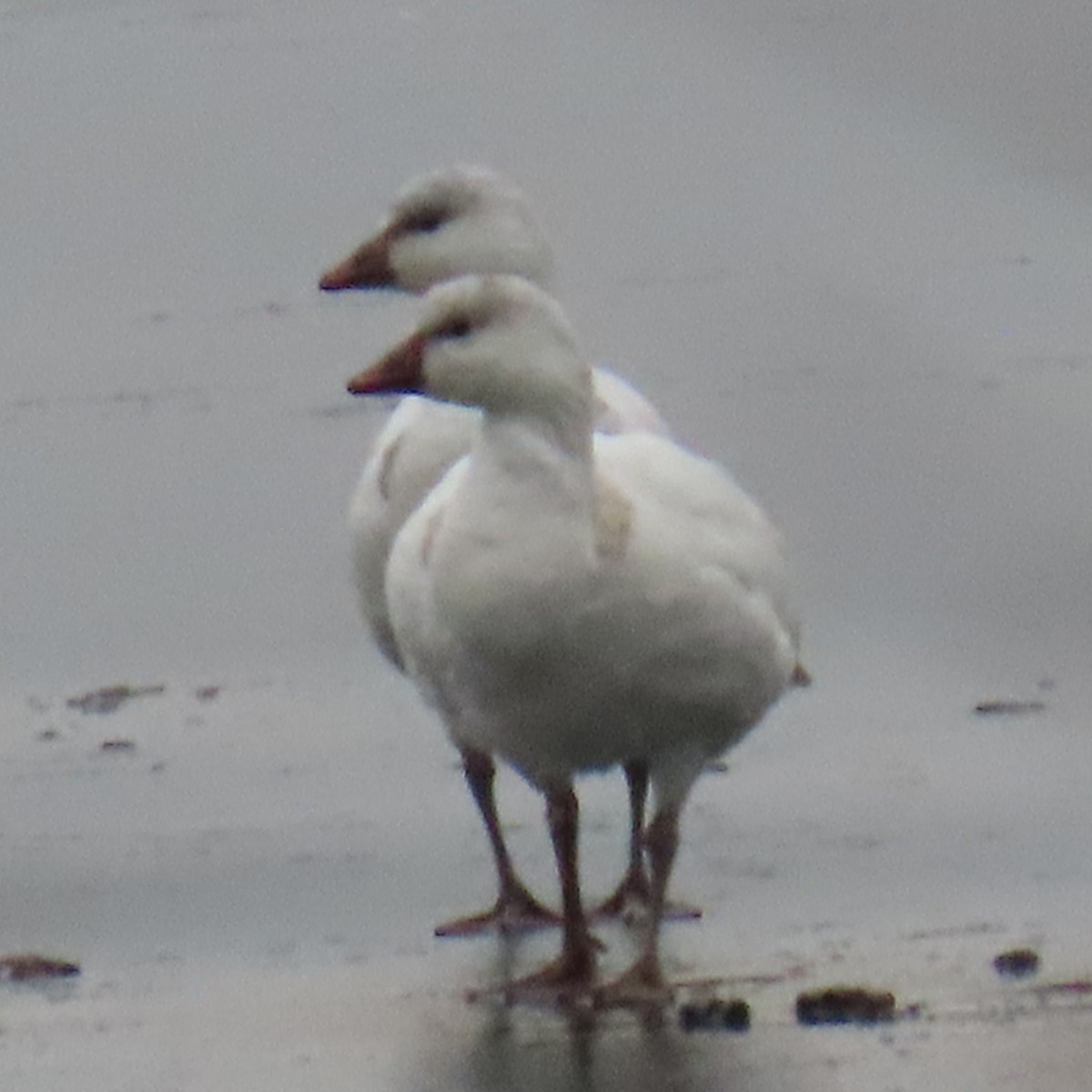 Ross's Goose - ML646550618
