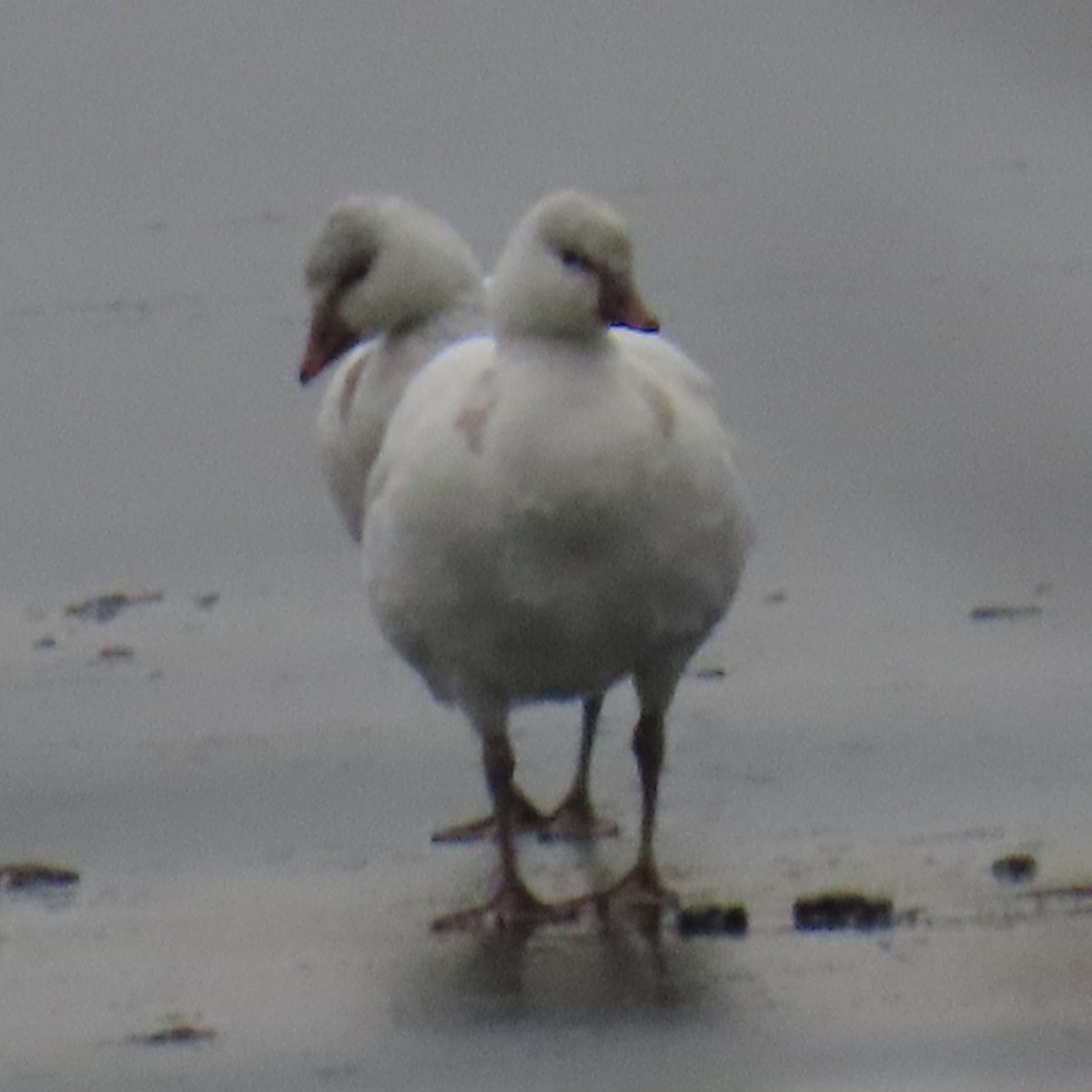 Ross's Goose - ML646550619