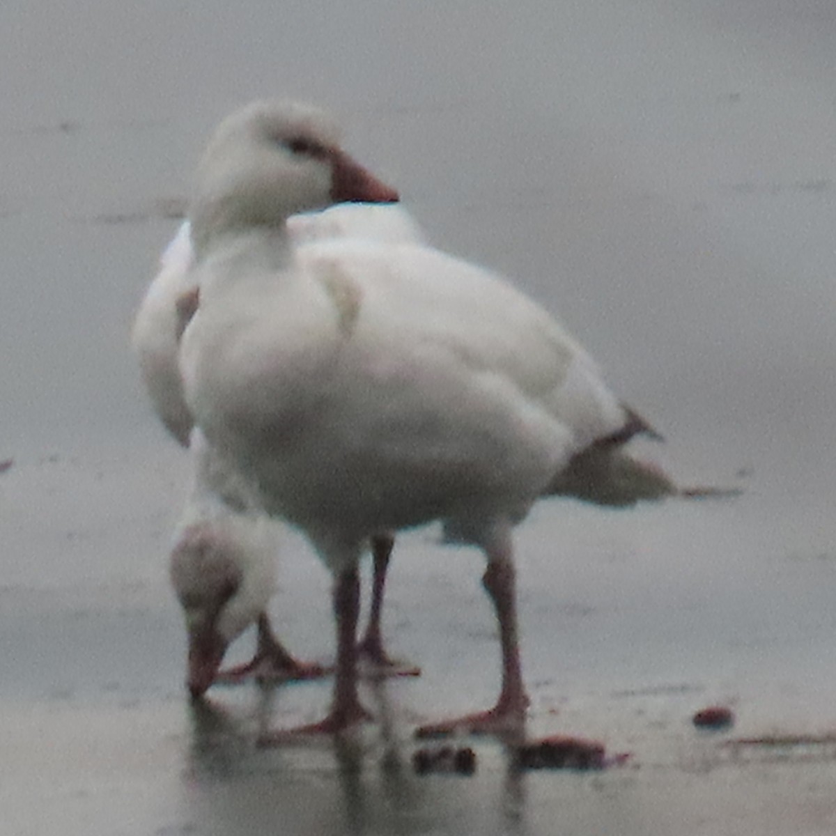 Ross's Goose - ML646550620