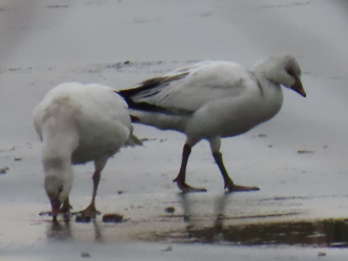 Ross's Goose - ML646550621