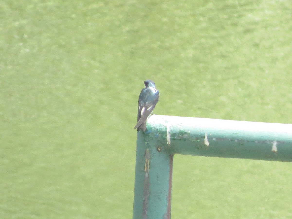 Mangrove Swallow - ML646550622