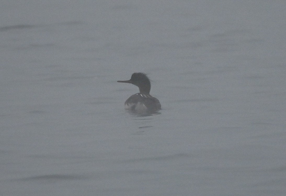 Сэвгэр бохио - ML646550624