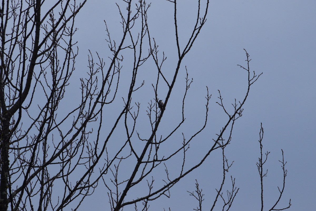 Downy Woodpecker - ML646550626