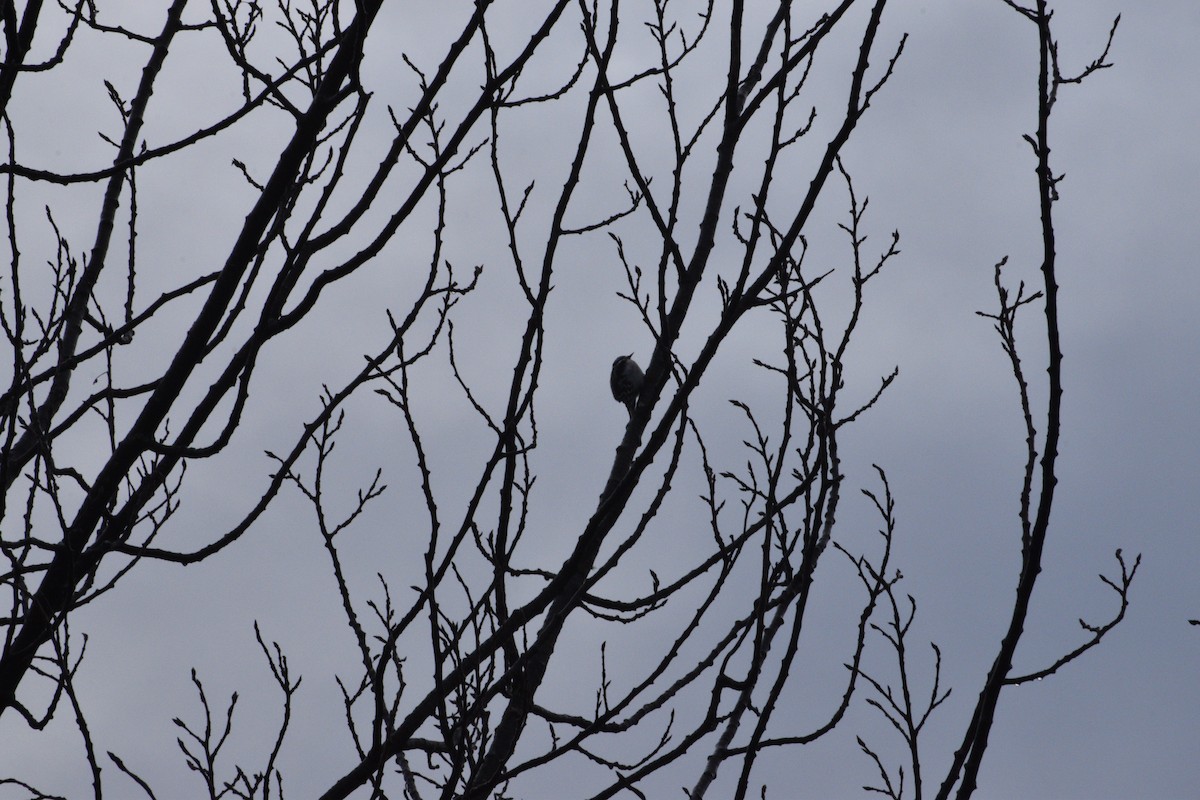 Downy Woodpecker - ML646550627