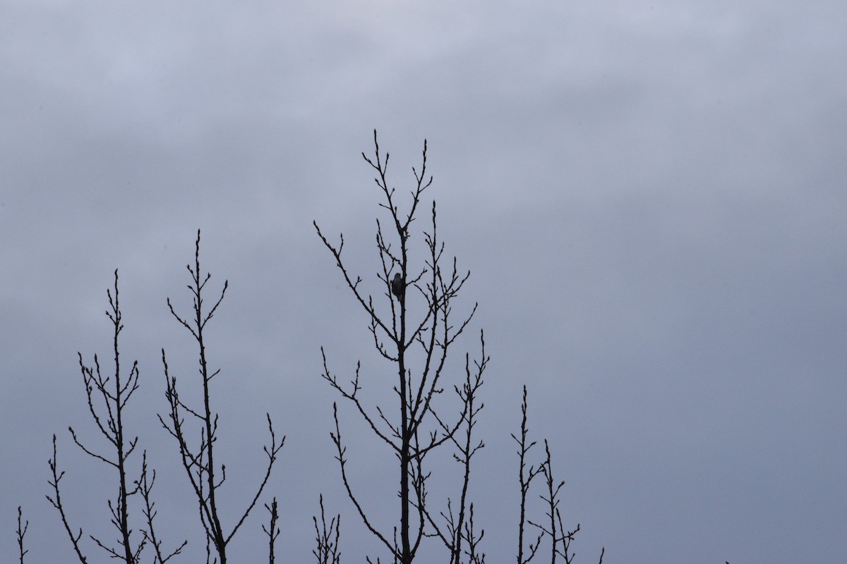 Downy Woodpecker - ML646550628