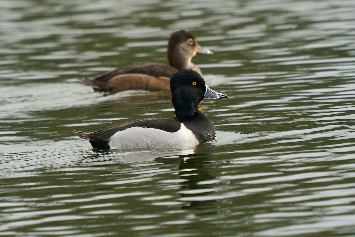 polák proužkozobý - ML646550629